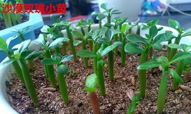 沙漠玫瑰的正确浇水方法（培育沙漠玫瑰）