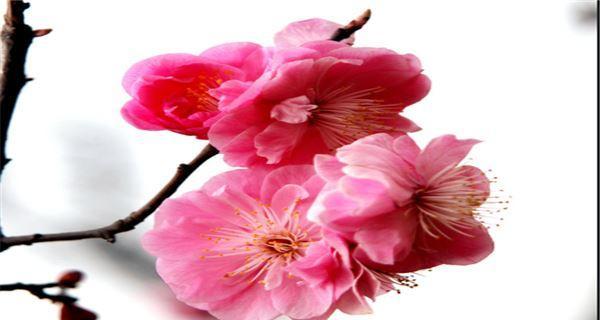 梅花的颜色之谜（解析梅花不同颜色的含义与特点）