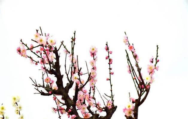 四季梅花的养殖方法和注意事项（打造漂亮的梅花花园）