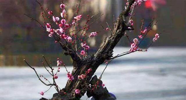 梅花根系发达的奥秘（探究梅花根系的功能和特点）