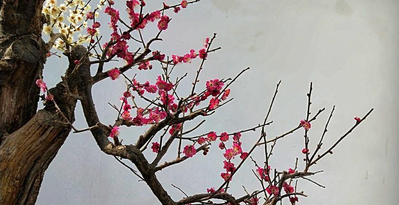 梅花根系发达的奥秘（探究梅花根系的功能和特点）