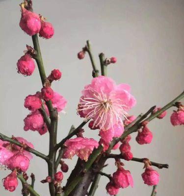梅花养殖全攻略（从养殖方法到养护要点）
