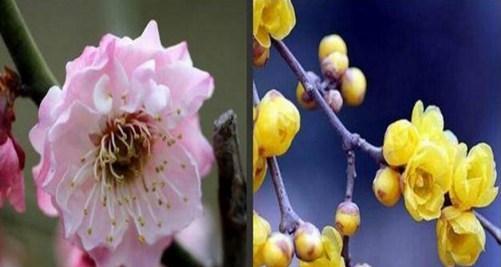 梅花养殖全攻略（从养殖方法到养护要点）
