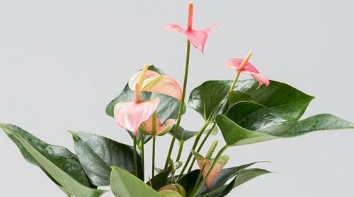 梅花的空气净化和吸甲醛作用（探秘梅花的环保功效）