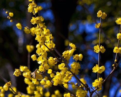 梅花夏天也能开花（梅花开花的时节）
