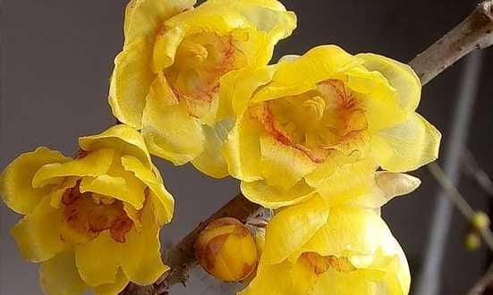 梅花之色——追寻梅花的七彩色彩（探寻梅花的颜色世界）