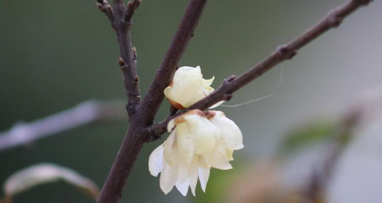 梅花的香味与神秘（探寻梅花散发的香气及其意义）