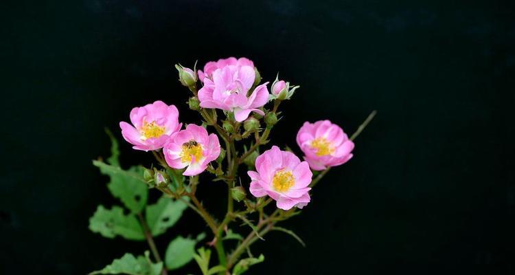 野蔷薇（探索野蔷薇的美与意义）