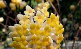 依米花的花语与象征意义（深情绵绵的依米花）