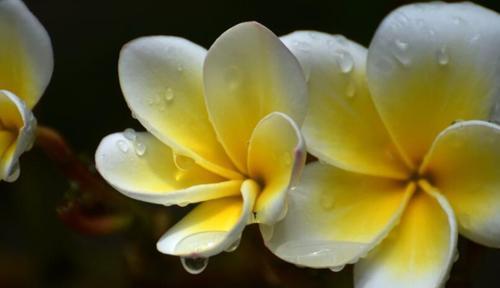 依米花（探寻依米花的含义与美丽）