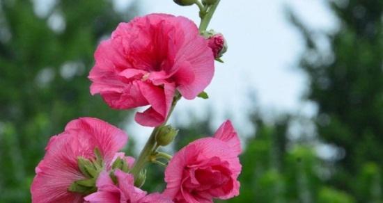 依米花（探寻依米花的含义与美丽）