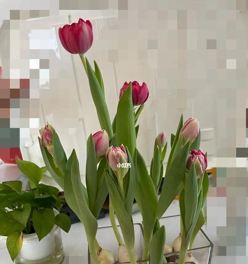 郁金香花期养护与含义的全面指南（探秘郁金香的花期）