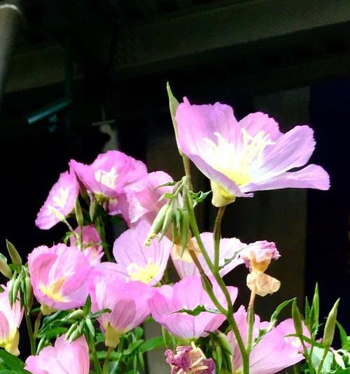 月见草的花语和传说（月见草之美与传奇）
