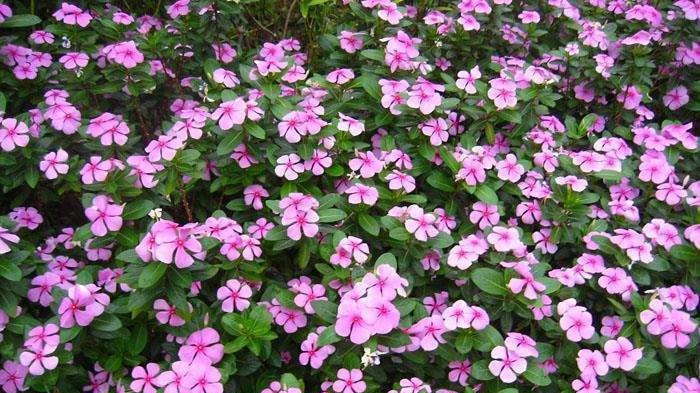 长春花花语的深意（探寻长春花的神秘语言）