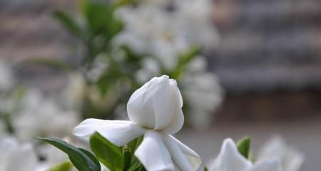 栀子花的花语与象征（花开富贵）