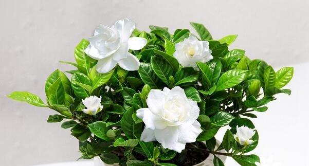 栀子花语的含义及象征（探索栀子花语中的情感与寓意）
