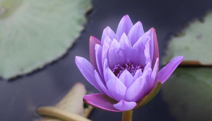 紫色睡莲的花语——洞悉内心的神秘力量（睡莲的花语揭示人心深处的情感迷宫）