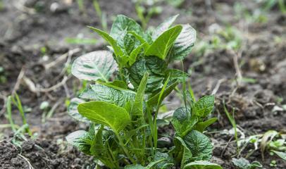 土豆生长的环境条件及适宜种植区域（土豆种植的关键——环境因素分析）