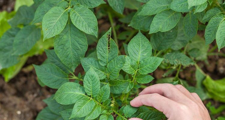 土豆真的是多年生植物吗（探究土豆生长周期及相关问题）