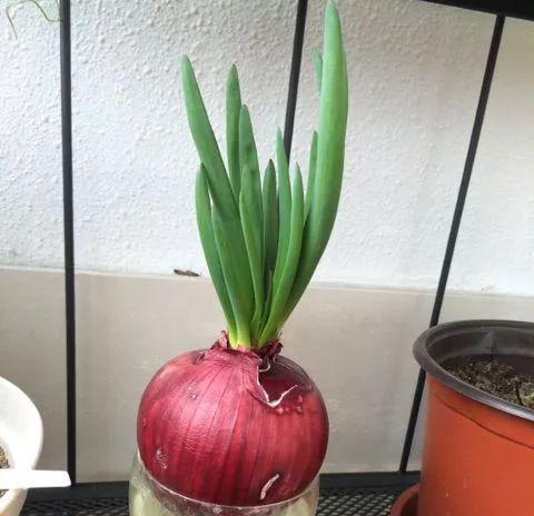 土豆种植（对比水培与土培优缺点）