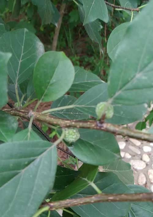 探秘拓木树的奥秘（拓木树的特点）