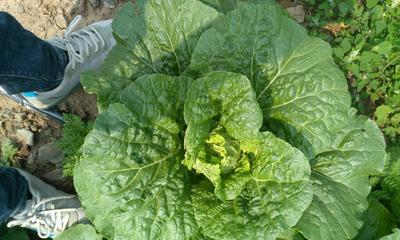 娃娃菜种植全攻略（种植时间）