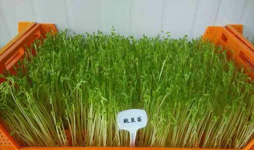 豌豆苗（豌豆苗的营养价值及是否存在食用风险）