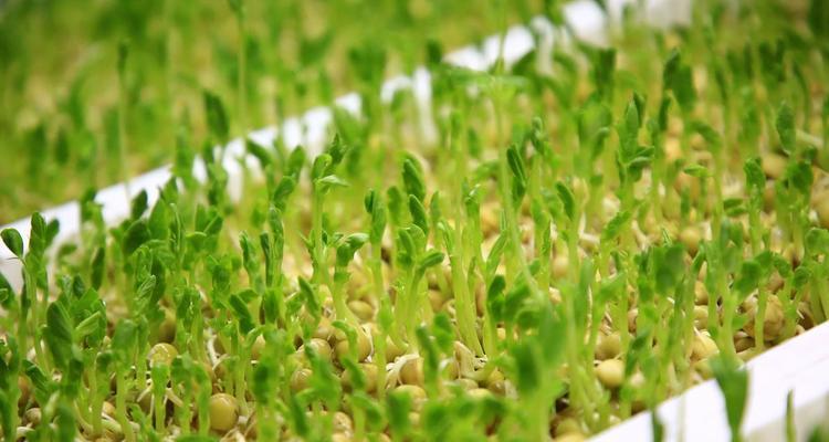豌豆种植技巧详解（什么时候播种最佳）