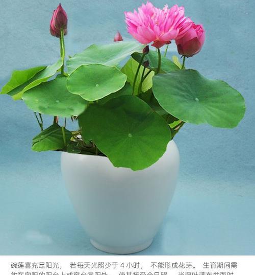 碗莲的开花时间和注意事项（了解碗莲的生长过程）
