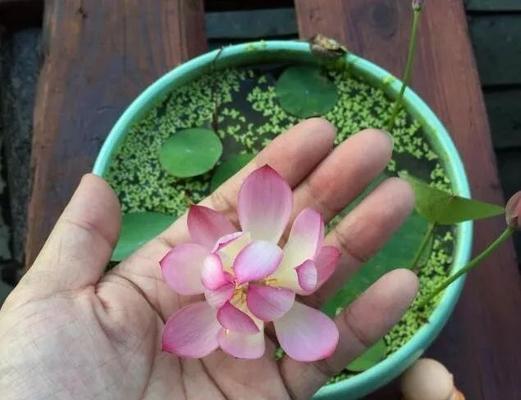碗莲的种植与养护（从上盆到开花的全程指南）