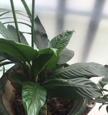 万年青开花后的处理方法（开花后是否需要剪掉）