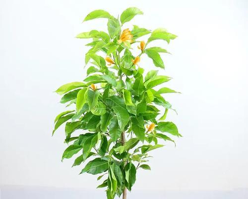 黄桷兰（宜宾市花黄桷兰的文化内涵与代表意义）