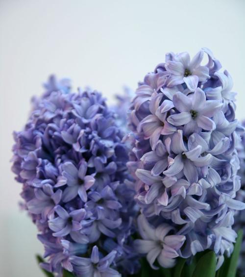 自信之花（揭示花语中表达自信的秘密）