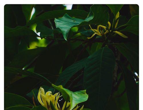 白兰花的花语与寓意（探寻白兰花的深层意义）