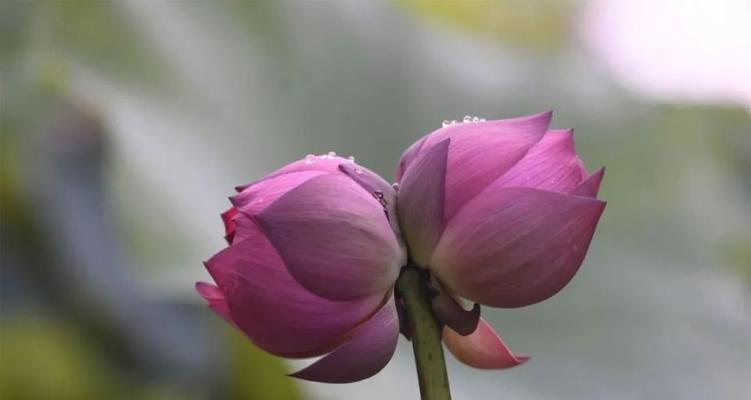 追寻并蒂莲的姊妹花（探寻花海中的双生灵魂）