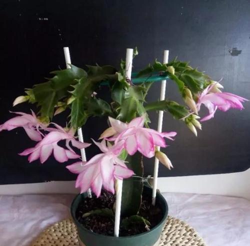 蟹爪兰开花全过程详解（从育苗到开花）