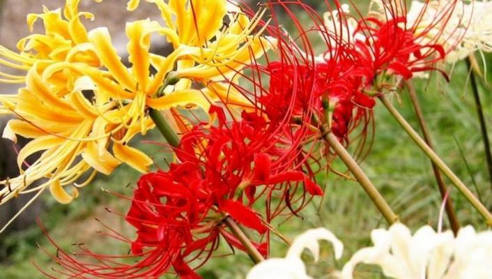 曼陀沙华的花语与寓意（探寻曼陀沙华的深层内涵）