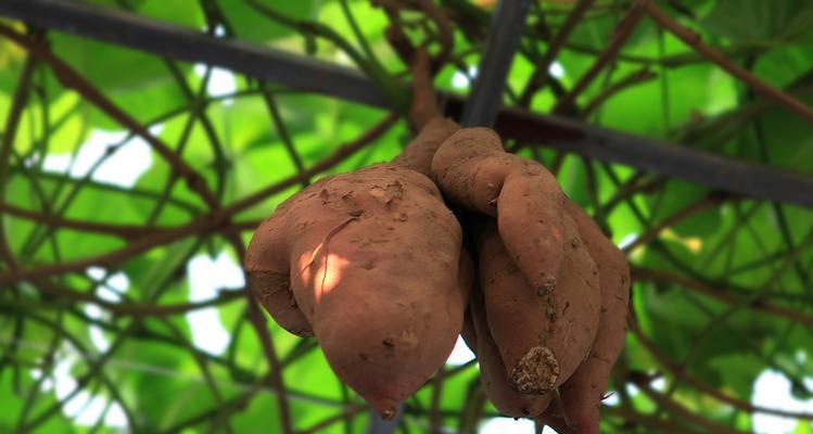 红薯没熟透可以吃吗（探究红薯未熟是否安全）