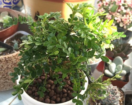 胡椒木到底喜阴还是喜阳？探究胡椒木的光照需求和生长环境