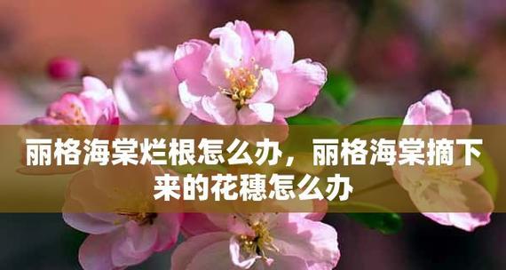 宝石花之美（瑰丽而神秘的花语）