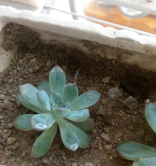 宝石花（探索大自然的瑰宝）