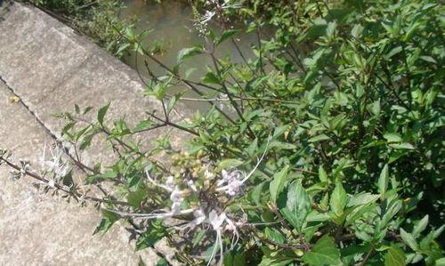 猫须草的生长环境和栽培技巧（探究猫须草的生态环境和种植技巧）