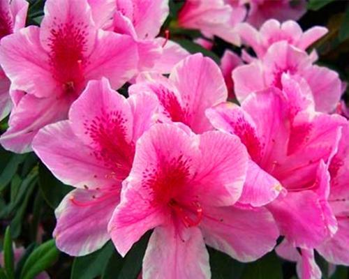 毛杜娟花的花期特点（探究毛杜娟一年开几次花的原因和特点）