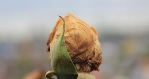 玫瑰花蔫了怎么办？救救蔫掉的玫瑰花