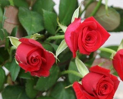 玫瑰花的光照需求及生长环境是什么？解析玫瑰花的光照需求及生长环境