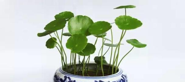 荷花揭示十二生肖的奥秘（以荷花为象征）