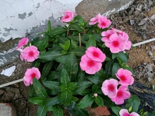 四季梅真的会在冬天开花吗（四季梅冬季开花的现象）