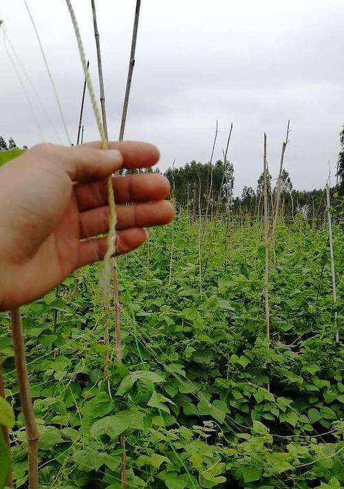 四角豆的种植时间和技巧（掌握种植技巧）