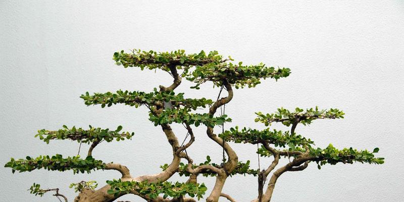 松柏——中国传统园林中的常见植物（了解松柏）