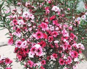 松红梅是木本植物还是草本植物（一探松红梅的生长特点及分类）